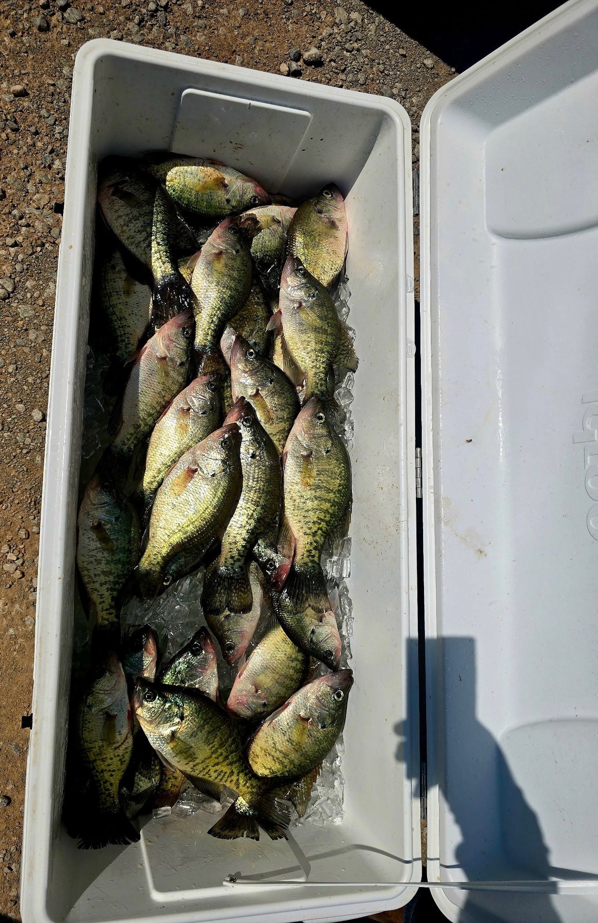 Recent Lake Brownwood crappie catch